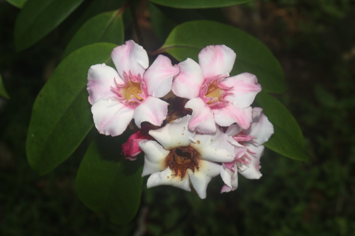 Strophanthus gratus (Wall. & Hook.) Baill.